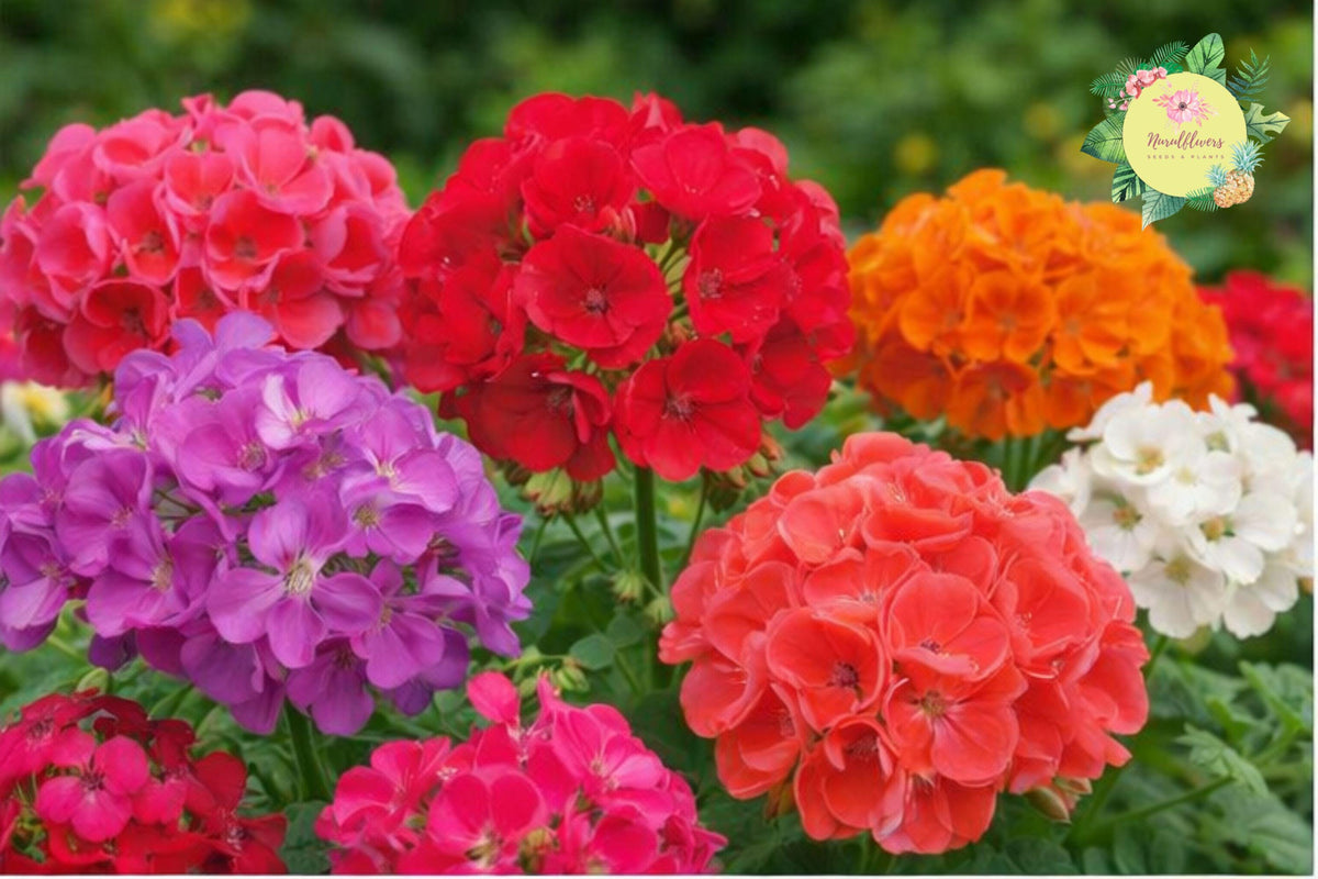 Geranium Seeds - 100+ Luster Mix Flower Seeds - Fragrant Pelargonium spp. for Garden, Container, or Bed Planting