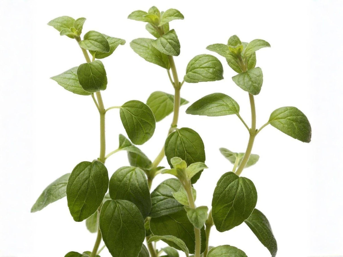 Italian Oregano Seeds - Heirloom Culinary Herb, 100 Seeds, Mediterranean, Origanum vulgare