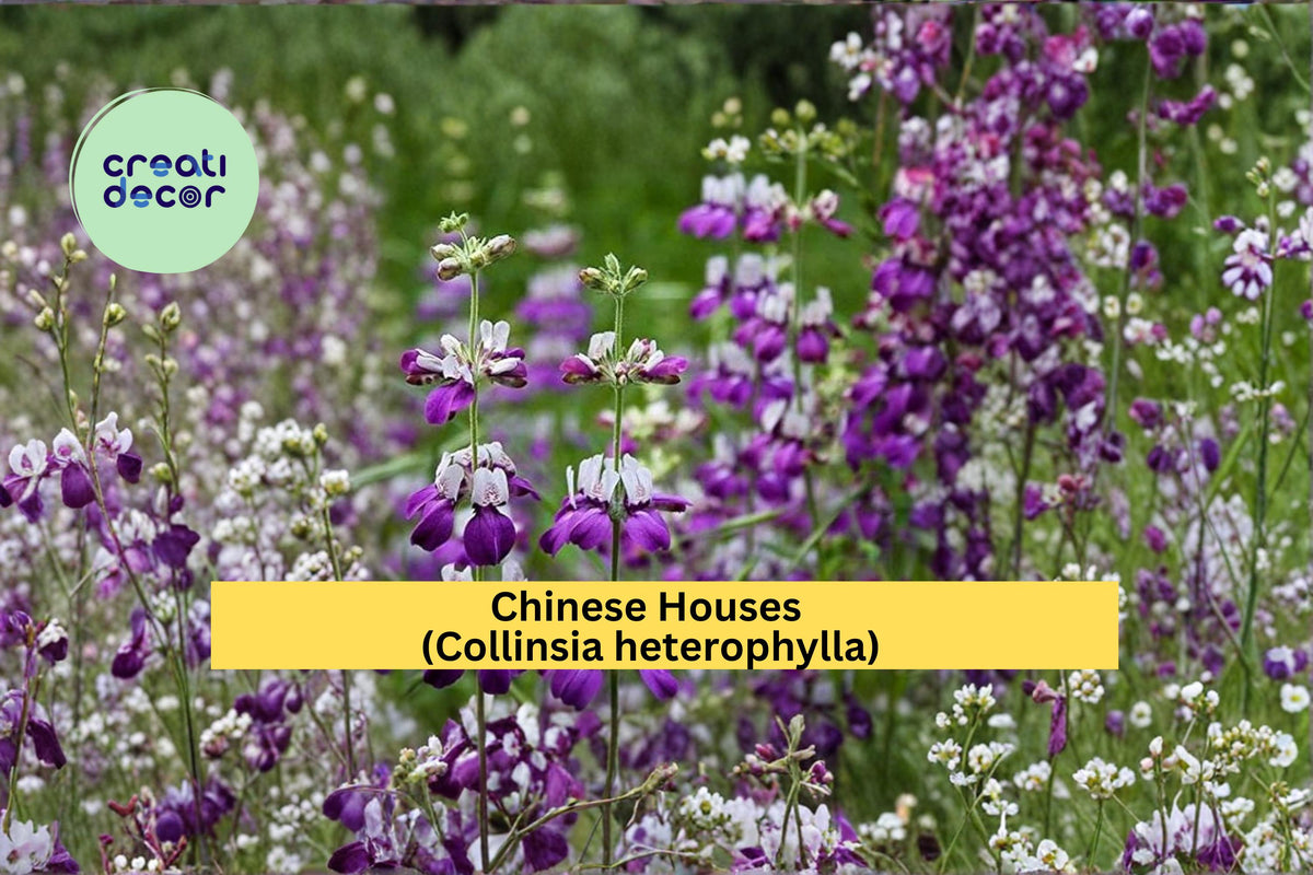 Chinese Houses Wildflower Seeds, Collinsia heterophylla, 100 Count, Pink and White Spring Blooming Annual Plant Seeds