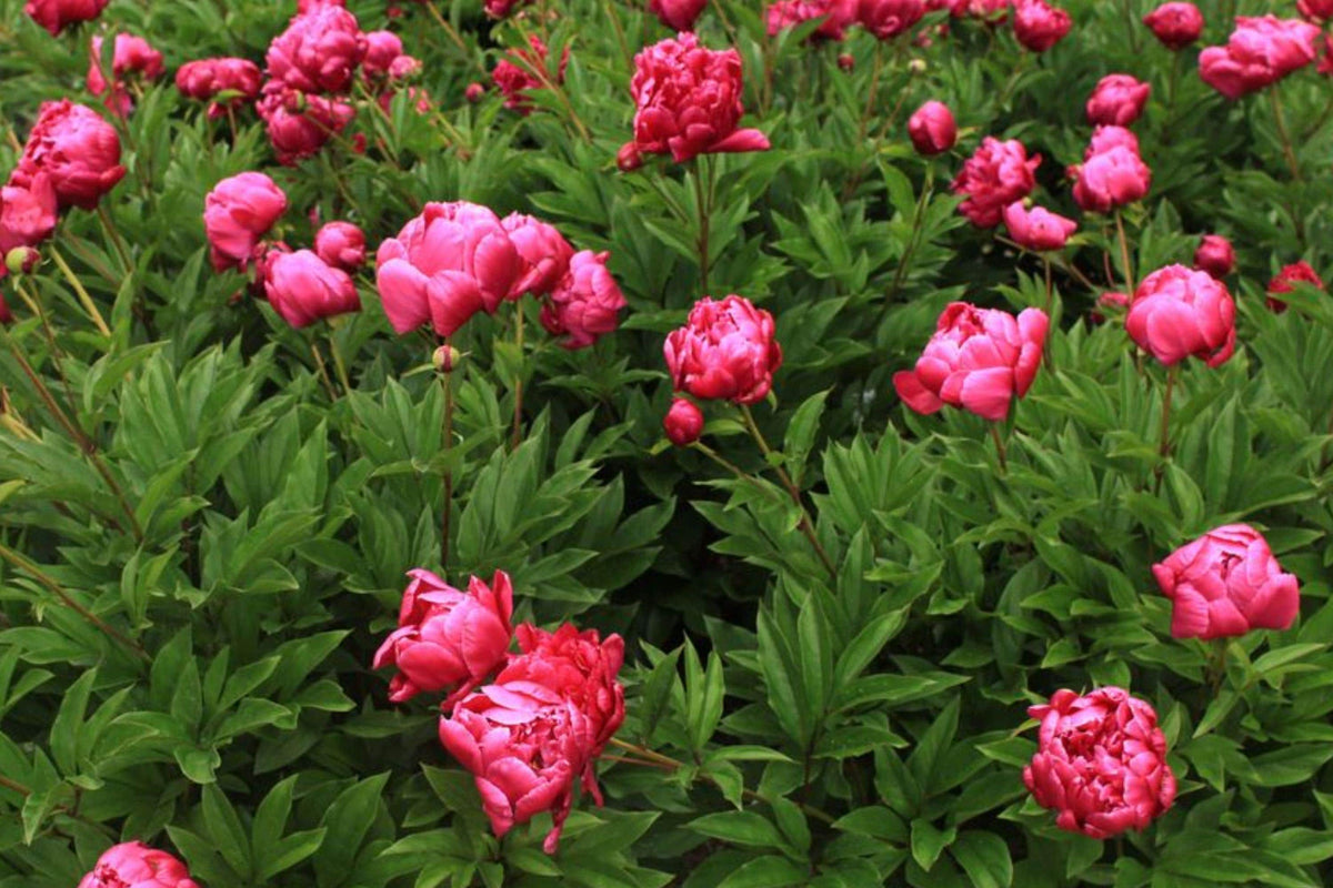 Chinese Herbaceous Peony Seeds – Fragrant Perennial Flower Bed Plant, Paeonia lactiflora, 5 Pack