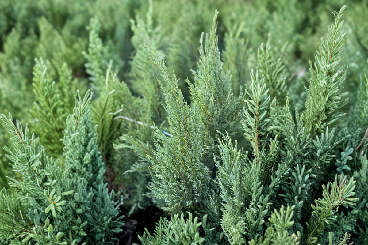 Rocky Mountain Juniper Seeds – Hardy Evergreen Conifer for Bonsai, Landscape, Windbreak – Juniperus scopulorum (15 Seeds)