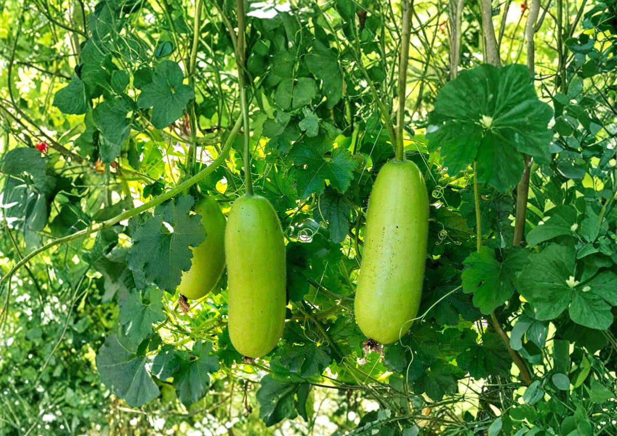 Wax Gourd Seeds, Winter Melon, Ash Gourd, Climbing Vine, Edible Fruit, Asian Cuisine, 10 Seeds