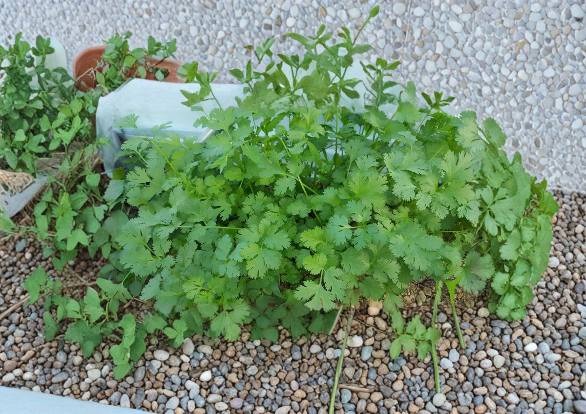 Cilantro Seeds, Slow-Bolt Coriander, Aromatic Herb, Culinary Use, 100 Seeds