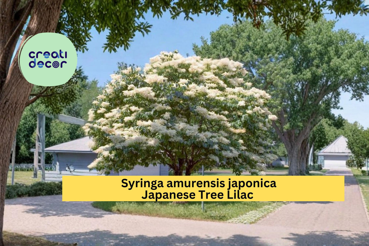 Japanese Tree Lilac Seeds, Syringa amurensis japonica, 10 Count, Fragrant White Flowers, Ornamental Flowering Tree