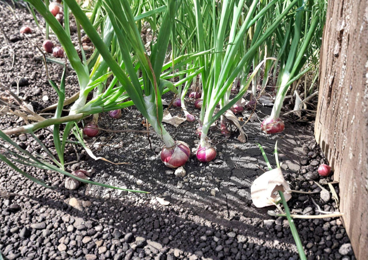 Red Burgundy Short Day Onion Seeds – Heirloom Vegetable for Warm Climates, Deep Red Bulbs, Mild Flavor, Allium cepa