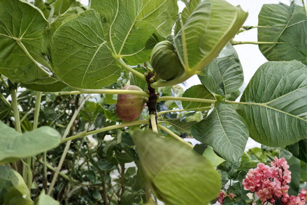 Pastiliere Fig Cuttings 6-8 Inch Dormant Ficus carica Fruit Tree for Grafting & Propagation