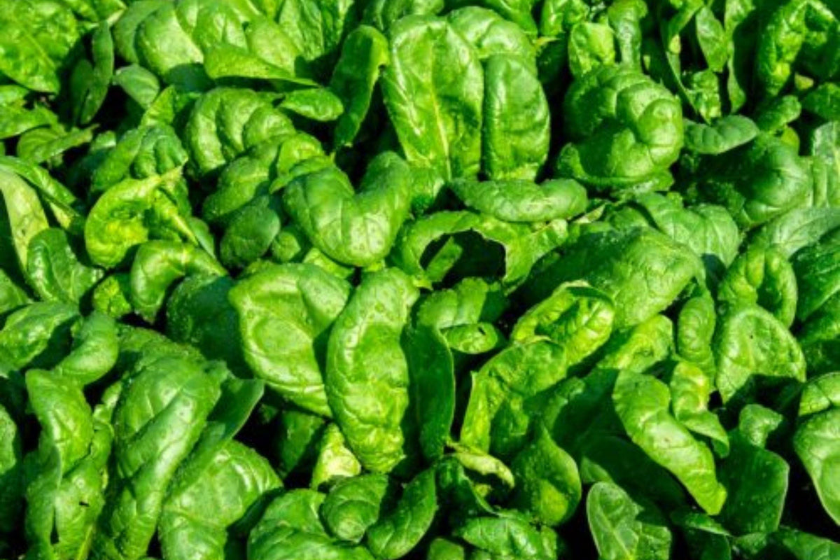 Bloomsdale Long Standing Spinach Seeds – Heirloom Savoyed Leaves, Cool Season Garden Crop, Organic, 100 Seeds