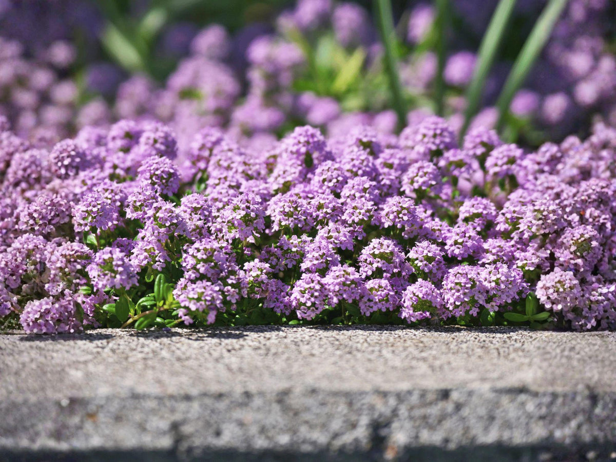 Creeping Thyme Seeds, Heirloom Non-GMO Herb for Ground Cover, Pollinator Gardens, Thymus serpyllum
