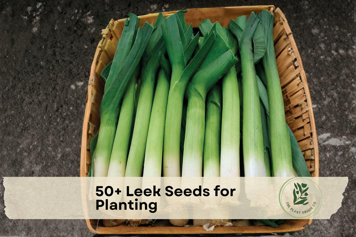 50+ Leek Seeds for Planting, Allium ampeloprasum var. porrum, Vegetable Seeds for Home Garden, Kitchen, Raised Beds