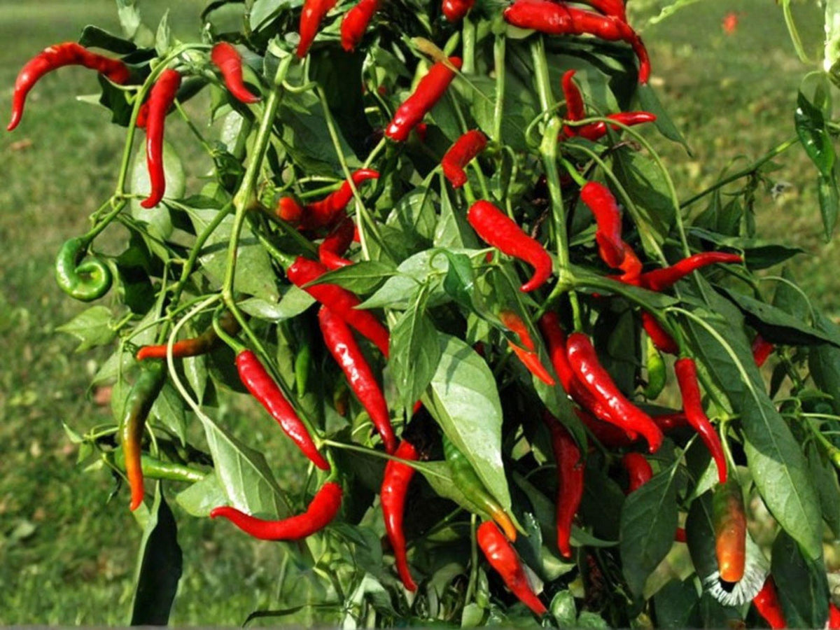 Red Long Cayenne Pepper Seeds – Heirloom Hot Chili Vegetable Garden, Capsicum annuum, 25 Seeds