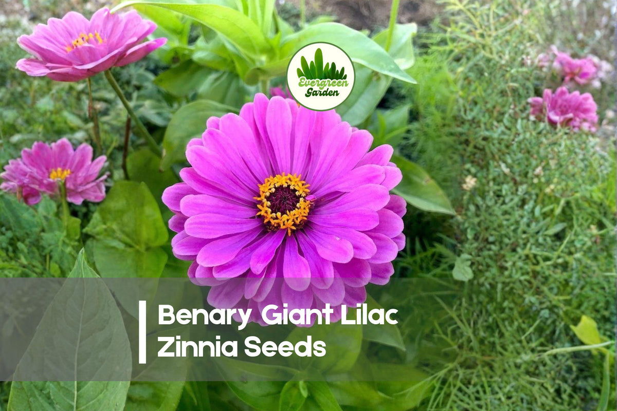 100 Benary Giant Lilac Zinnia Seeds – Large Double Lilac Flowers, Pollinator-Friendly, Annual, Zinnia elegans