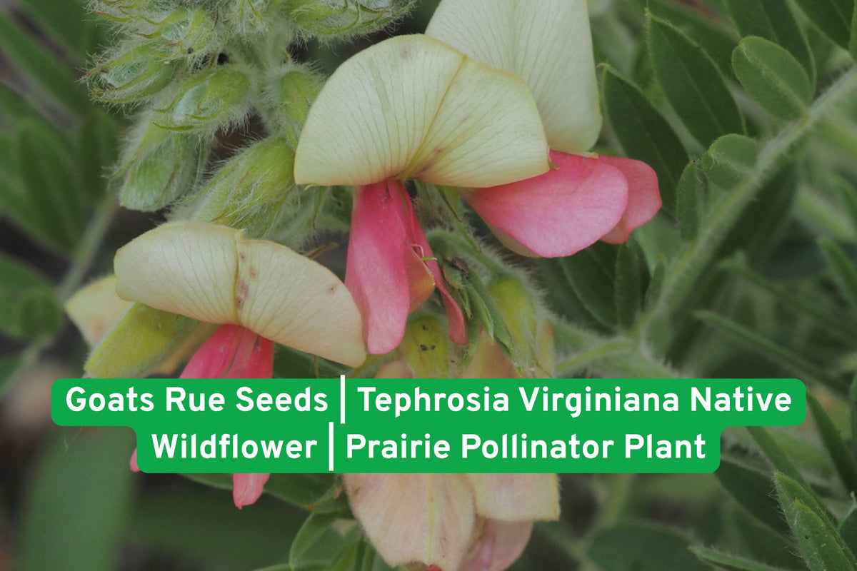 Goats Rue Seeds | Native Wildflower Prairie Plant | Tephrosia virginiana | Pollinator-Friendly, Drought Tolerant Perennial