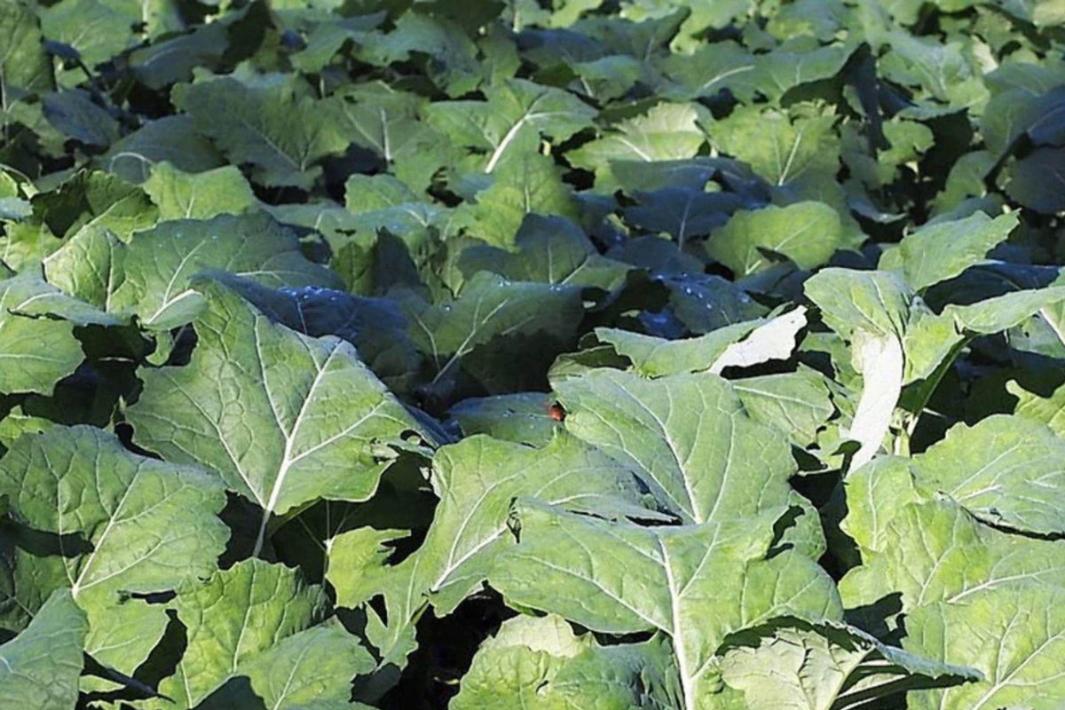 Dwarf Essex Rape Brassica napus Seeds – 500 Open Pollinated Forage & Cover Crop Seeds for Soil Improvement & Wildlife Food Plots