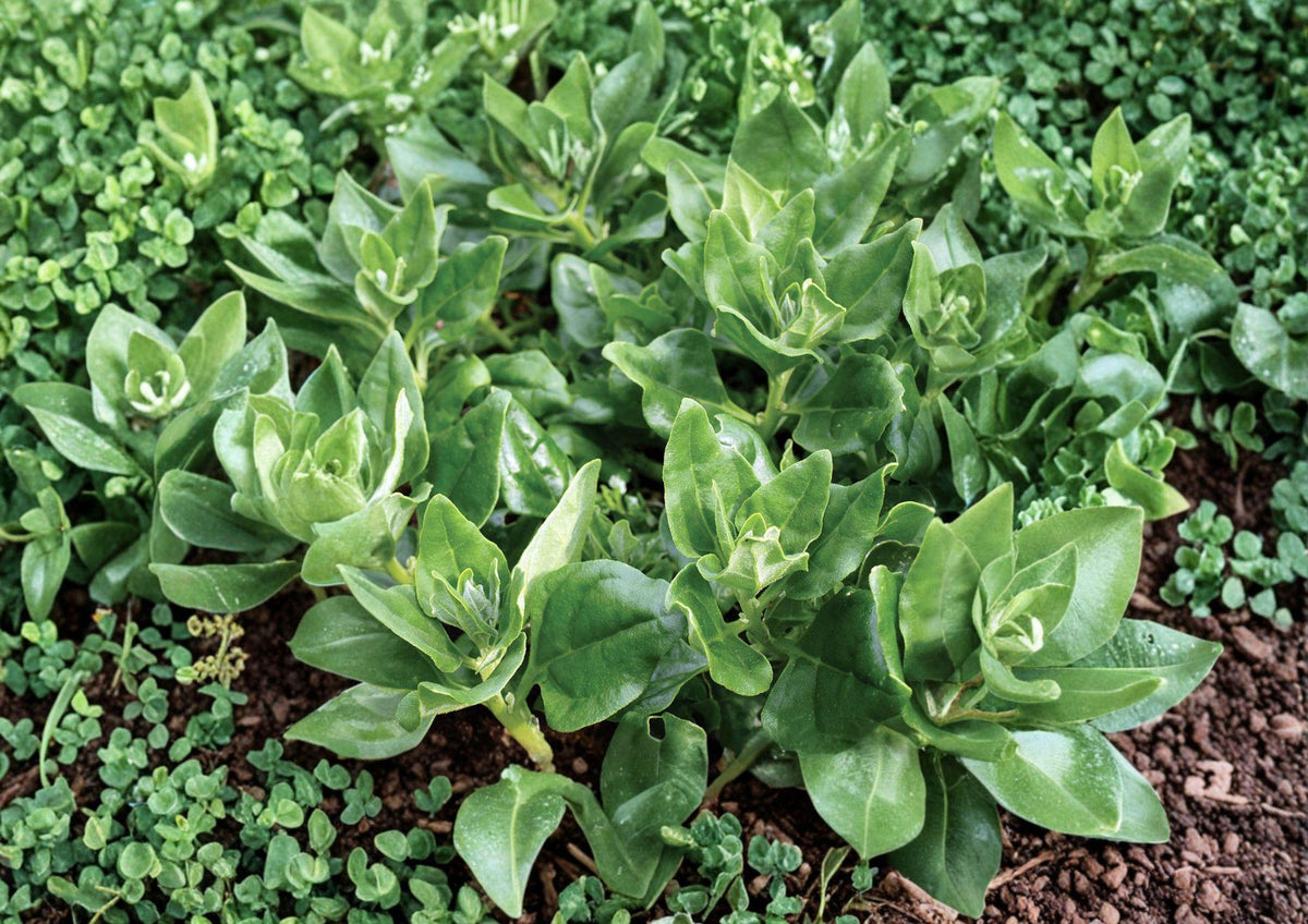 New Zealand Spinach Seeds – 100 Heirloom Heat Tolerant Summer Greens, Spreading Plant, Tender Leaves, Scientific Name: Tetragonia tetragonioides