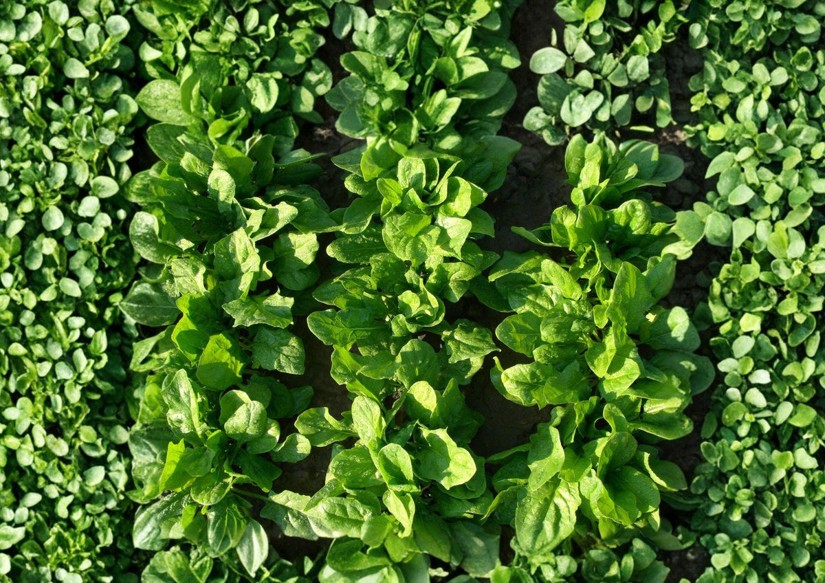 Viroflay Spinach Seeds – Heirloom Leafy Greens for Spring & Fall Gardens – Fast Growing, Tender, Dark Green Leaves, 100 Seeds