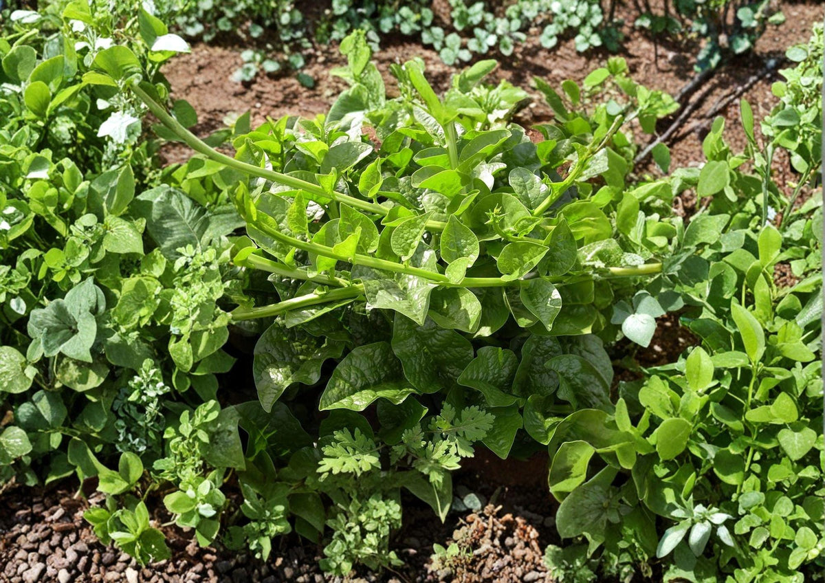 Malabar Spinach Seeds – Heirloom Climbing Vegetable, Green Vines Supreme, Heat Tolerant Summer Crop, 50 Seeds