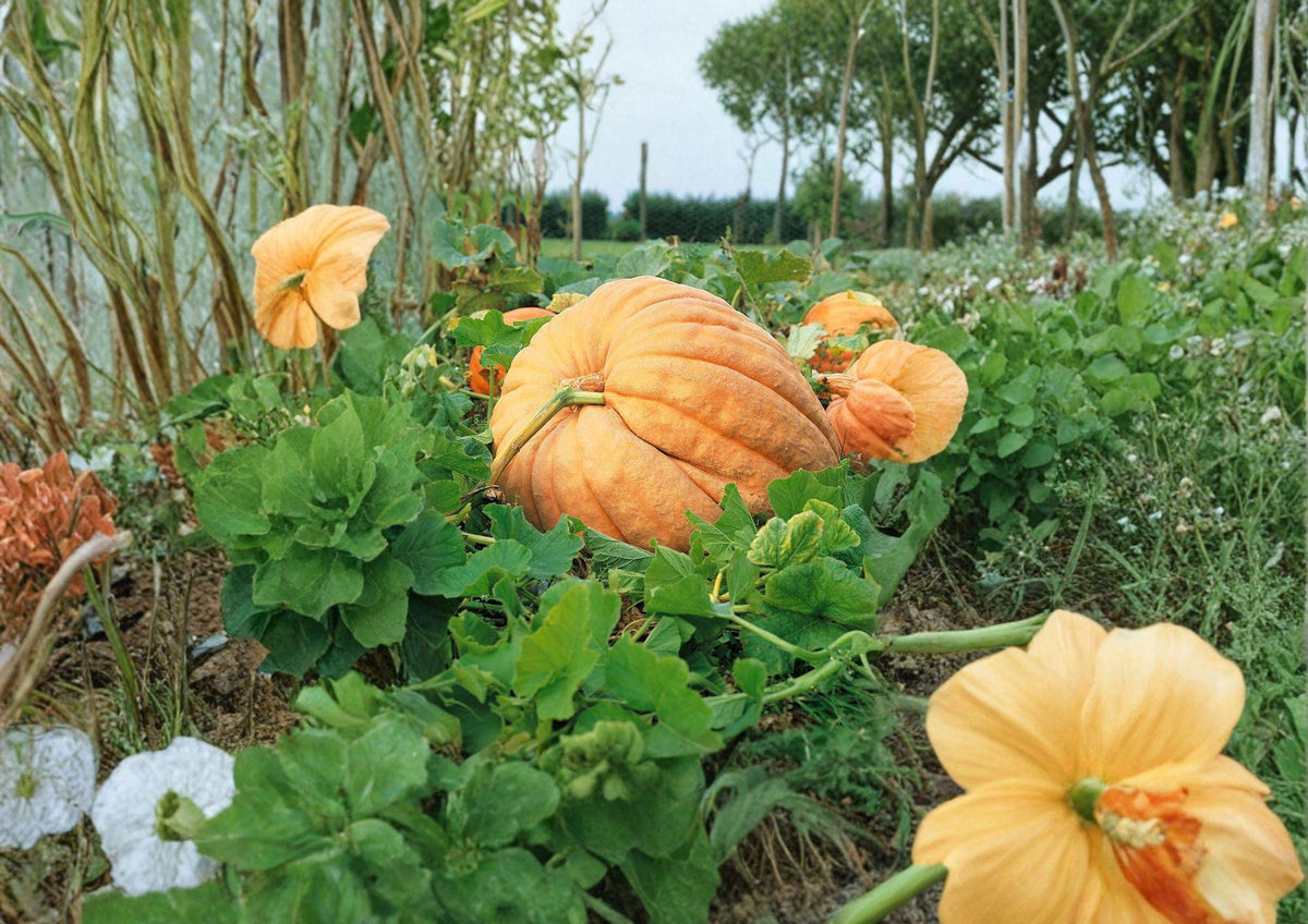 Dills Atlantic Giant Pumpkin Seeds - Heirloom Non-GMO Giant Pumpkin Variety for Record-Breaking Harvests