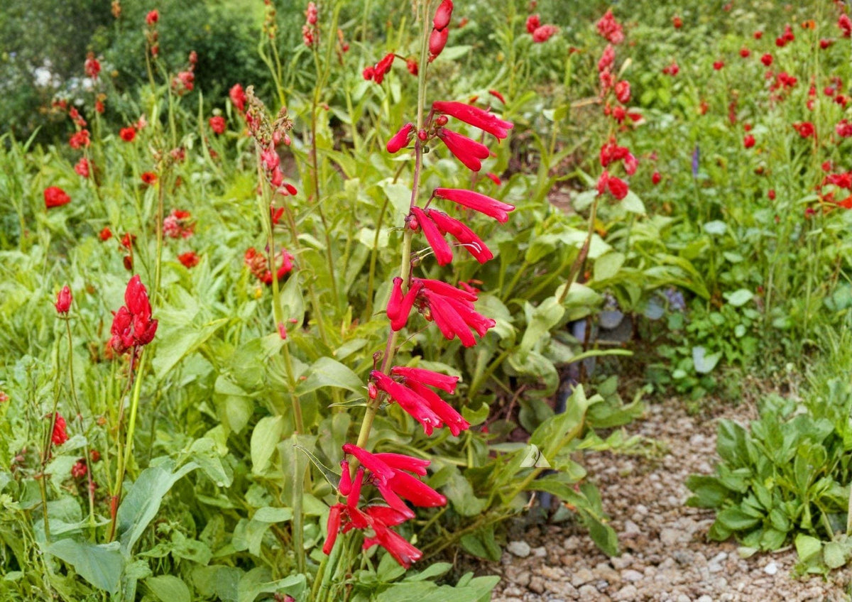 Penstemon Eatonii Firecracker Seeds – Red Hummingbird Perennial Wildflower for Pollinator Gardens & Xeriscape