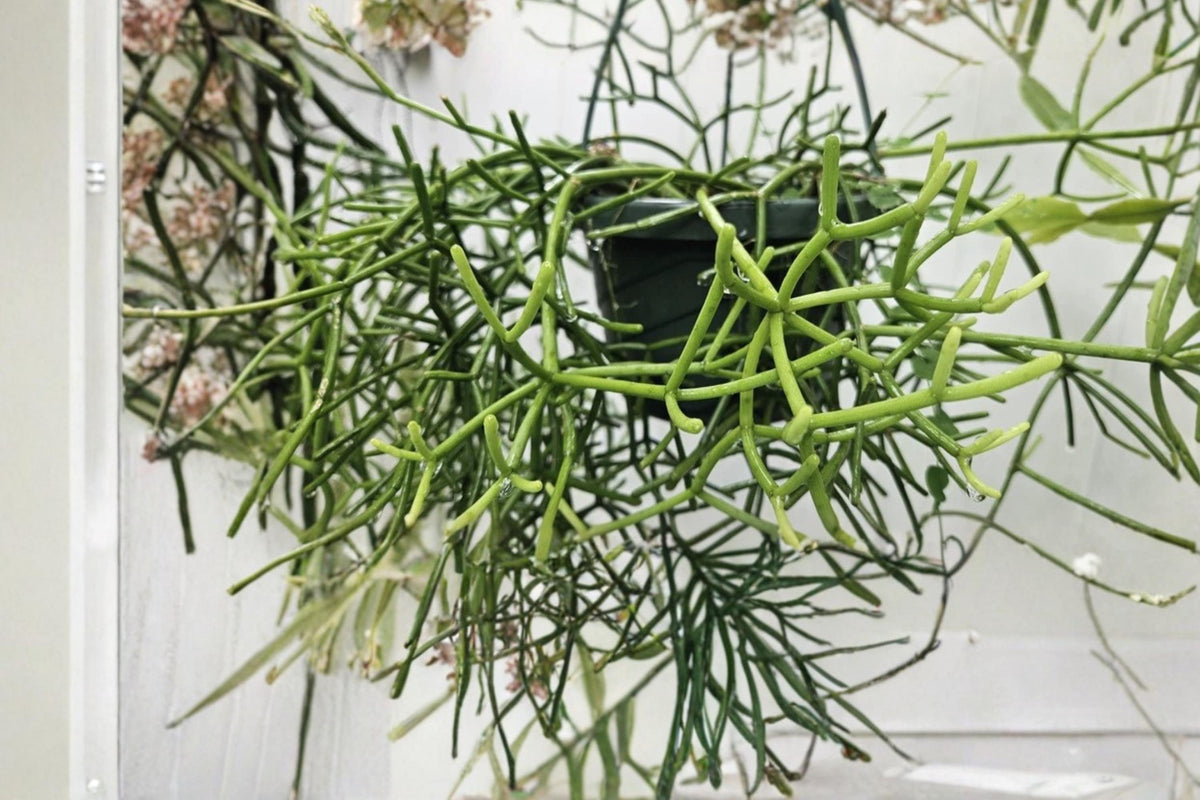 Rhipsalis baccifera rhodocarpa Epiphytic Cactus Cuttings – Trailing Mistletoe Cactus for Hanging Baskets