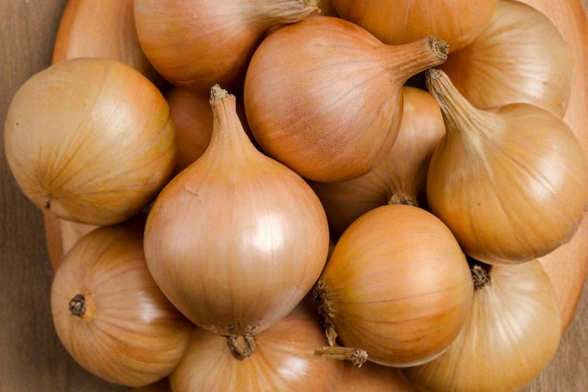 Sweet Spanish Colorado #6 Onion Seeds – Heirloom Long Day Bulb Variety for Home Gardens, Large Yellow Onions, Open Pollinated