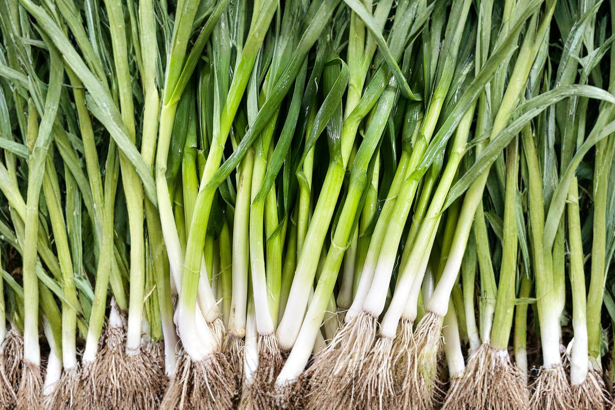 Evergreen Bunching Onion Seeds – Heirloom Scallion Variety for Home Gardens, Fresh Green Tops, White Stalks, All-Season Growth