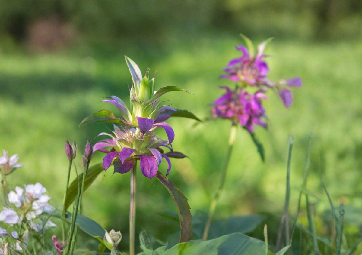 Monarda Citriodora Lemon Bee Balm Seeds, Aromatic Herb for Pollinator Gardens, Lavender Flower, Lemon Mint Scented