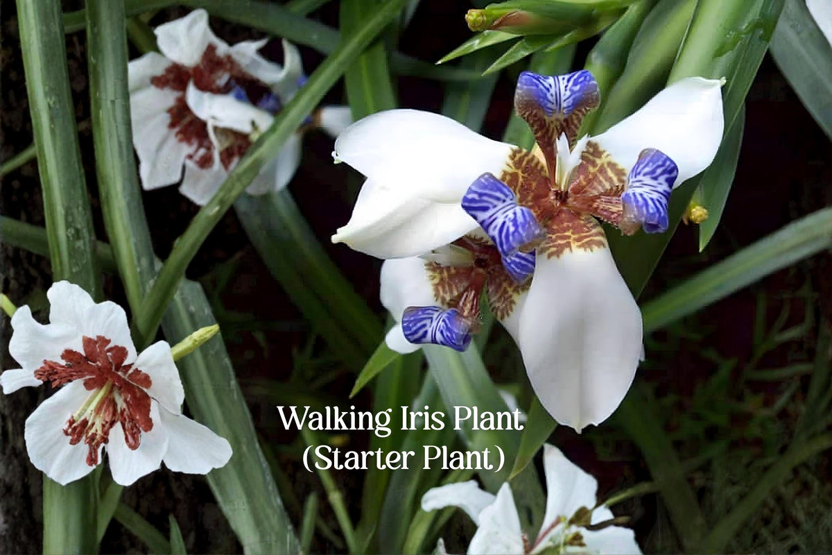 Walking Iris Plant | Neomarica gracilis | Exotic Flowering Houseplant | Hardy Garden or Indoor Plant | White & Blue Flowers