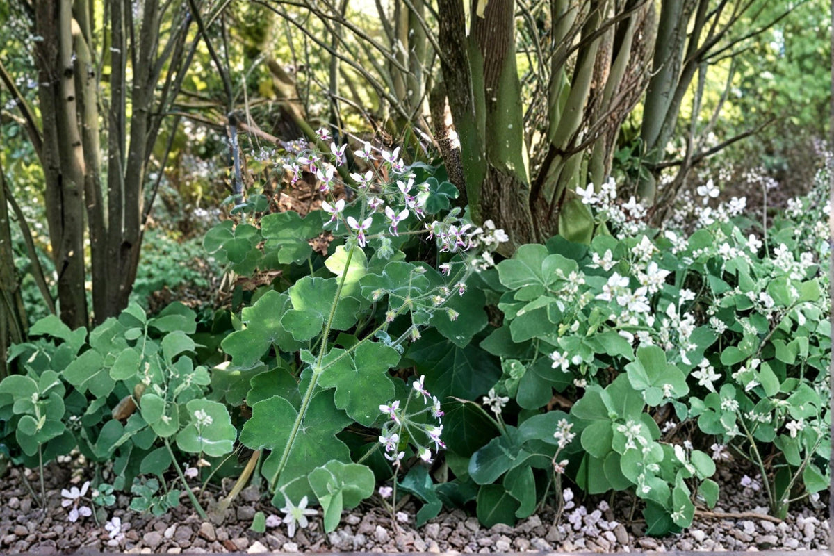 Fuzzy Mint Scented Geranium Cuttings – Pelargonium spp. Aromatic Foliage, Ornamental Indoor & Outdoor Plant