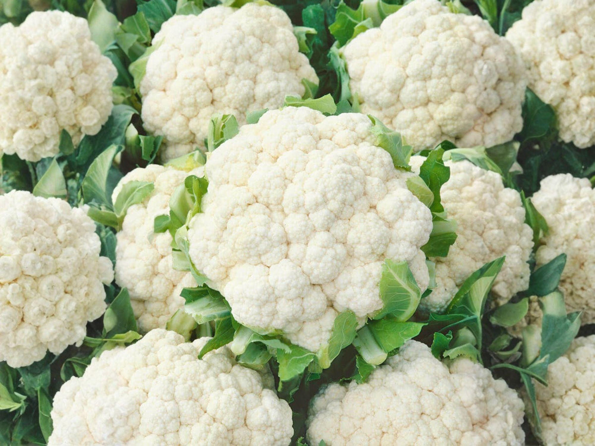 Self Blanching Cauliflower Seeds – 500 Heirloom White Cold Hardy Vegetable for Fall Garden Crop