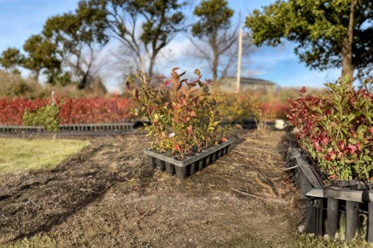 Blueberry Plants Rooted Cuttings 6-12" Vaccinium corymbosum, Deciduous Fruit Shrubs for Home Gardens