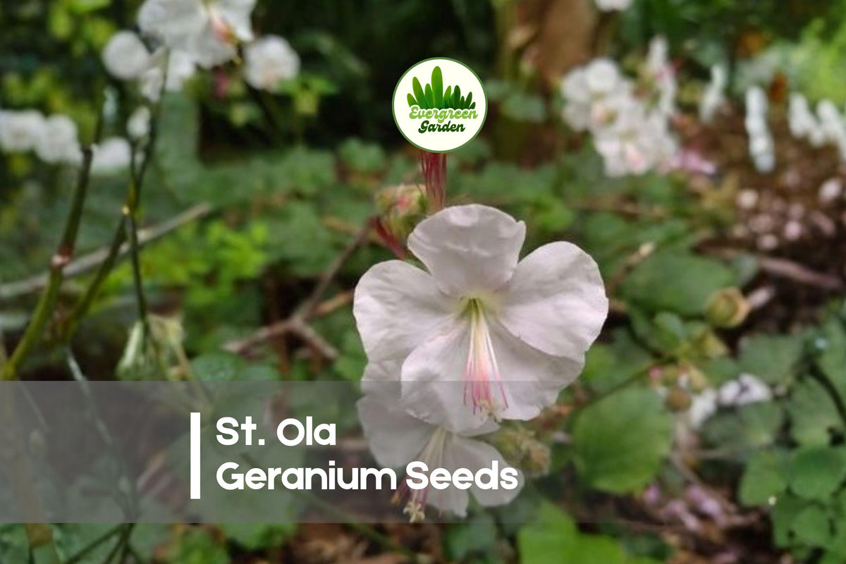 25+ St. Ola Geranium Seeds – White Hardy Perennial for Borders, Rock Gardens & Containers – Geranium spp.