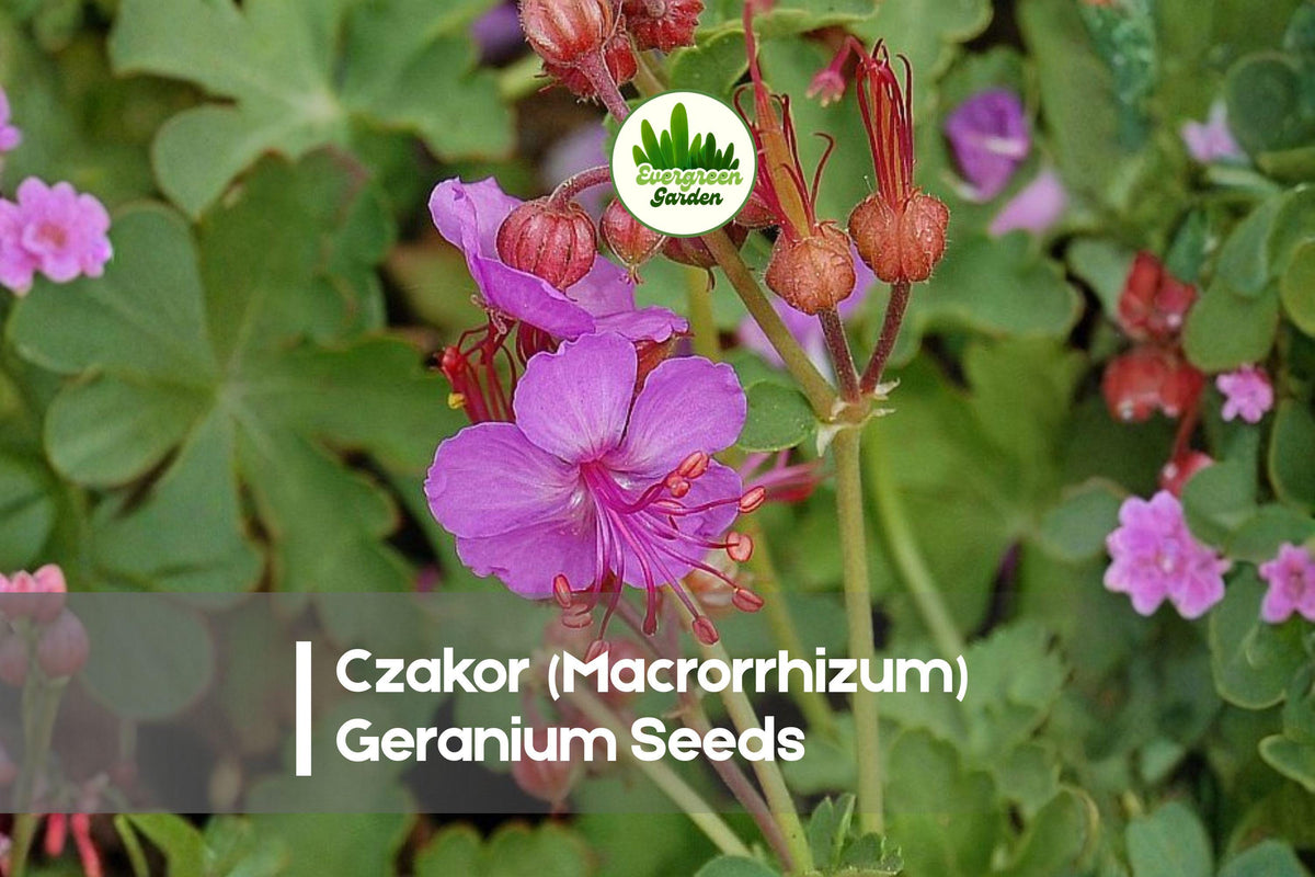Czakor Geranium Seeds | Pink Blooming Perennial | Ground Cover, Drought-Tolerant | Geranium macrorrhizum