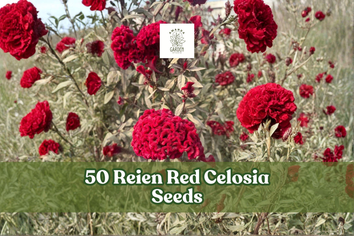 Reien Red Celosia Seeds – Scarlet Cockscomb Flower, Annual, Dark Red Foliage, Cut & Dried Flowers, Celosia cristata, 50 Seeds