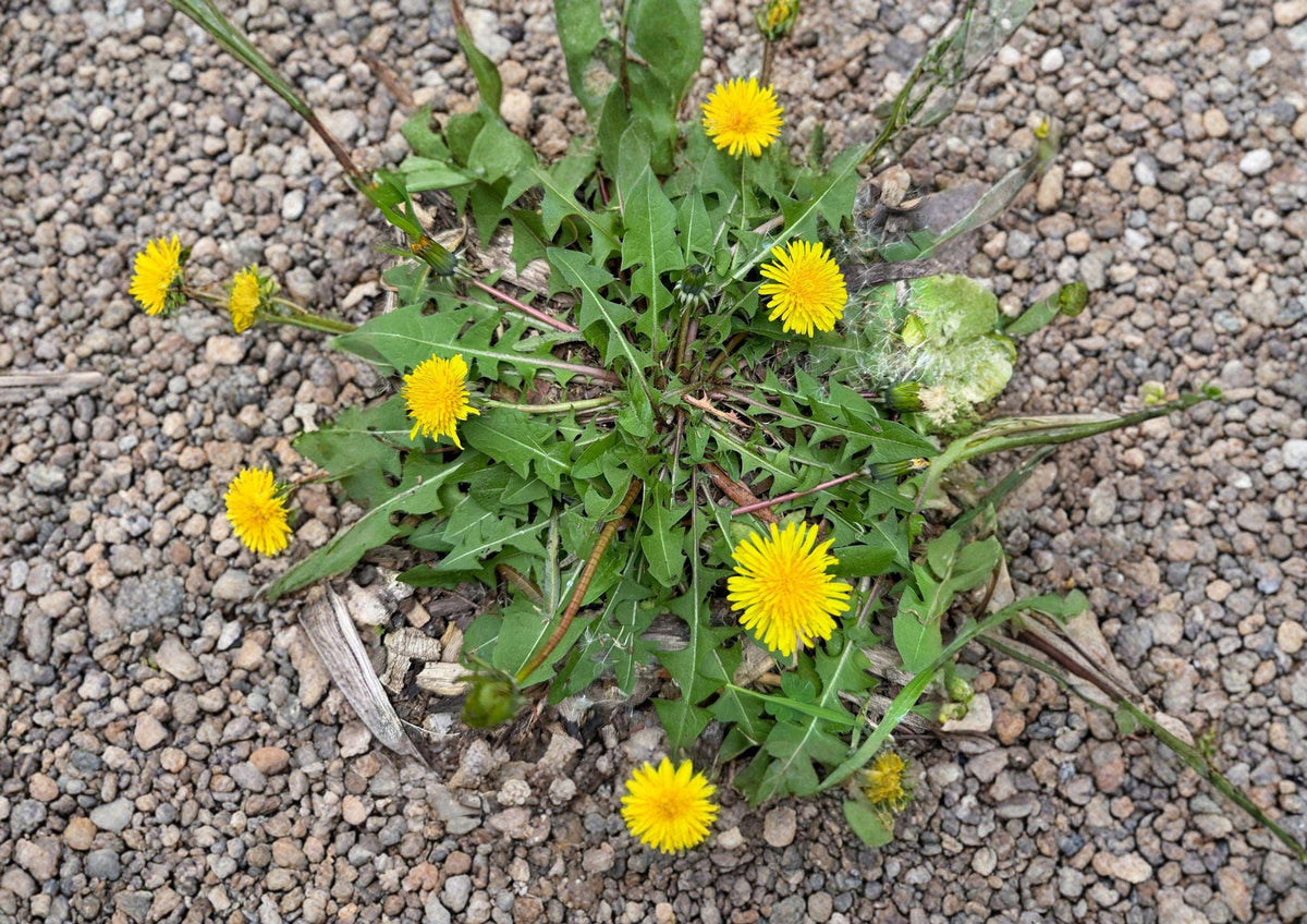 Dandelion Seeds, Edible Herb, Medicinal Plant, Pollinator Support, Taraxacum officinale, 250 Seeds