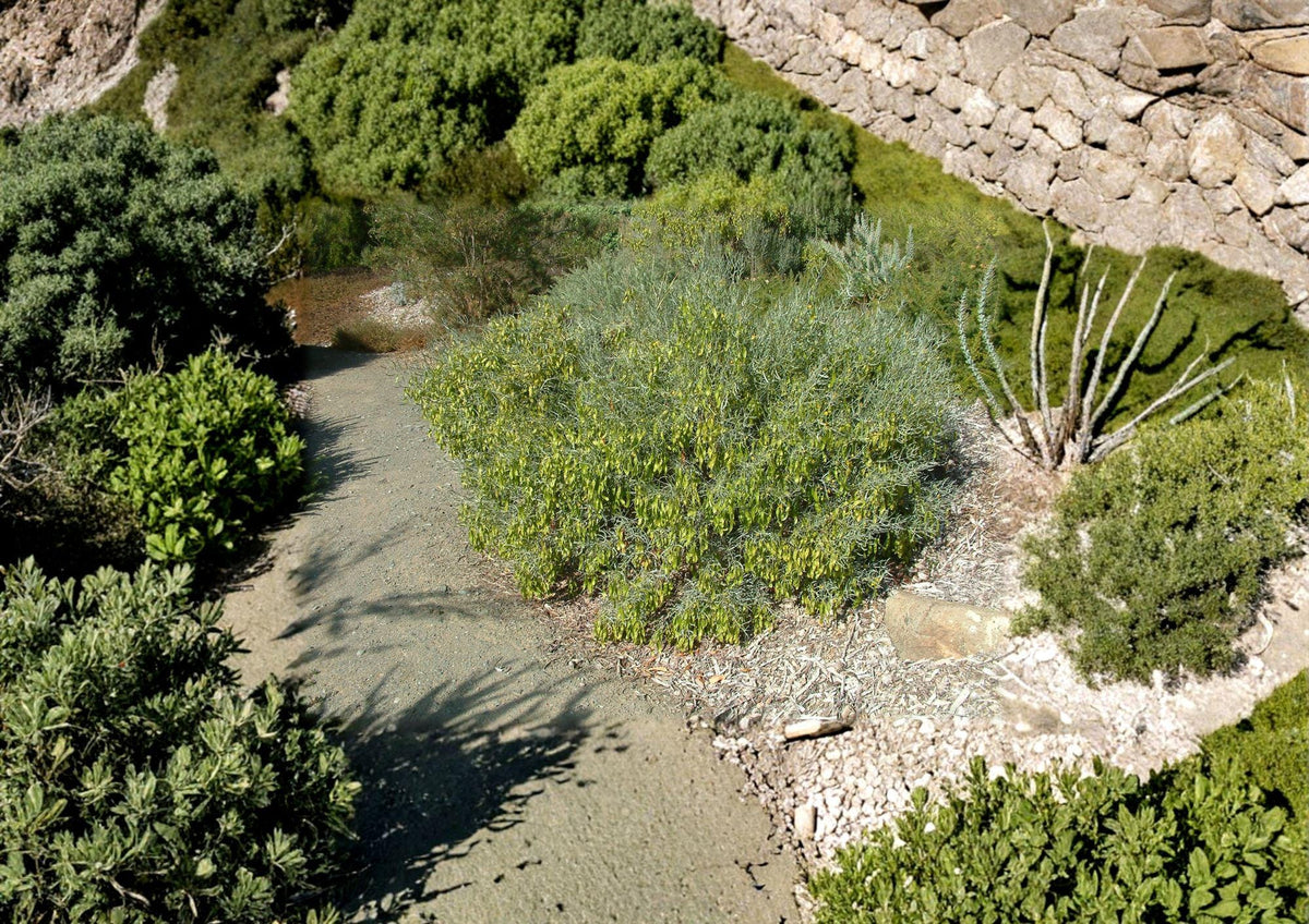 Jojoba Seeds – Drought Tolerant Evergreen Shrub for Oil Production, Simmondsia Chinensis, Xeriscape & Low-Water Gardens