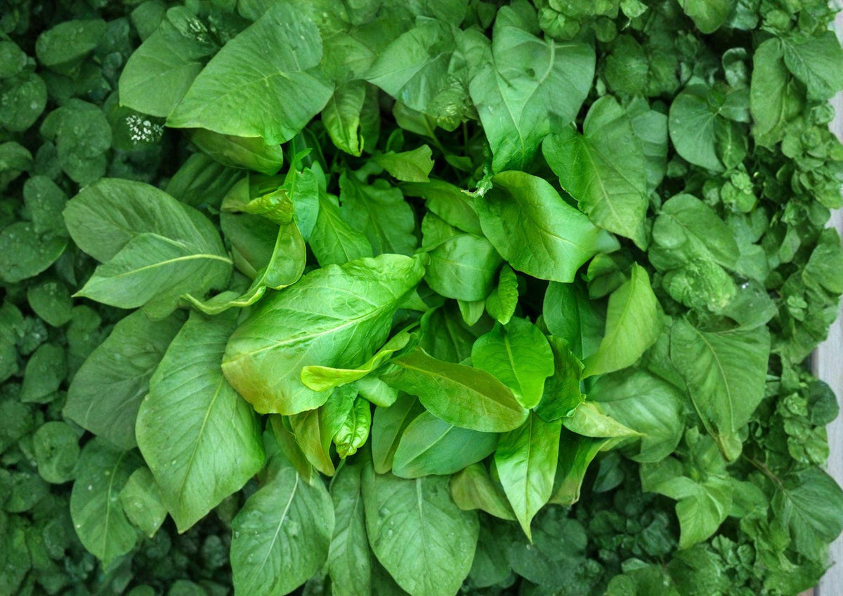 Large Leaf Sorrel Seeds 600 - Hardy Perennial Culinary Herb for Kitchen Gardens & Fresh Greens - Rumex acetosa