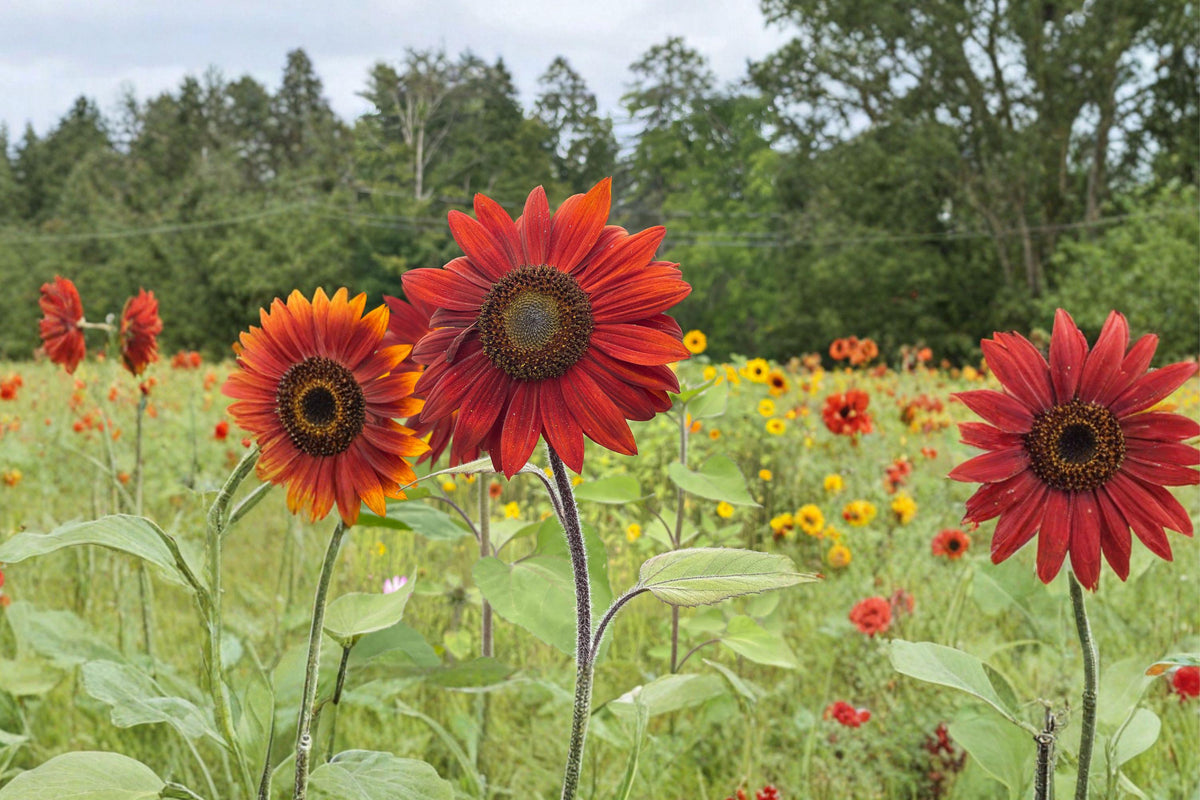 Velvet Queen Sunflower Seeds – Deep Red Heirloom Variety for Gardens, Cut Flowers & Pollinator Attraction (15 Seeds)