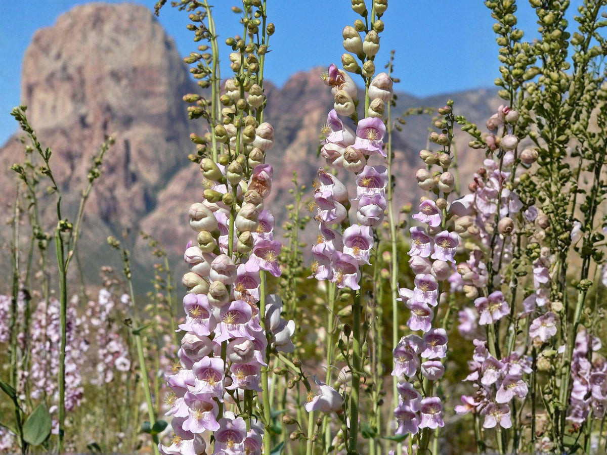 Sand Penstemon Seeds – 50 Native Wildflower Seeds, Lavender Purple Blooms, Drought-Tolerant Perennial, Penstemon acuminatus