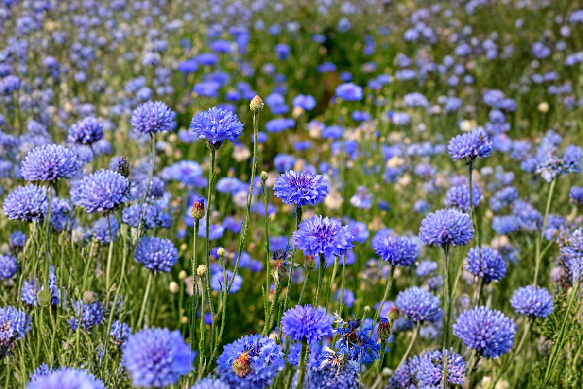 Blue Bachelor Button Seeds – Cornflower Wildflower, Pollinator Friendly Annual, 100 Pack, Centaurea cyanus