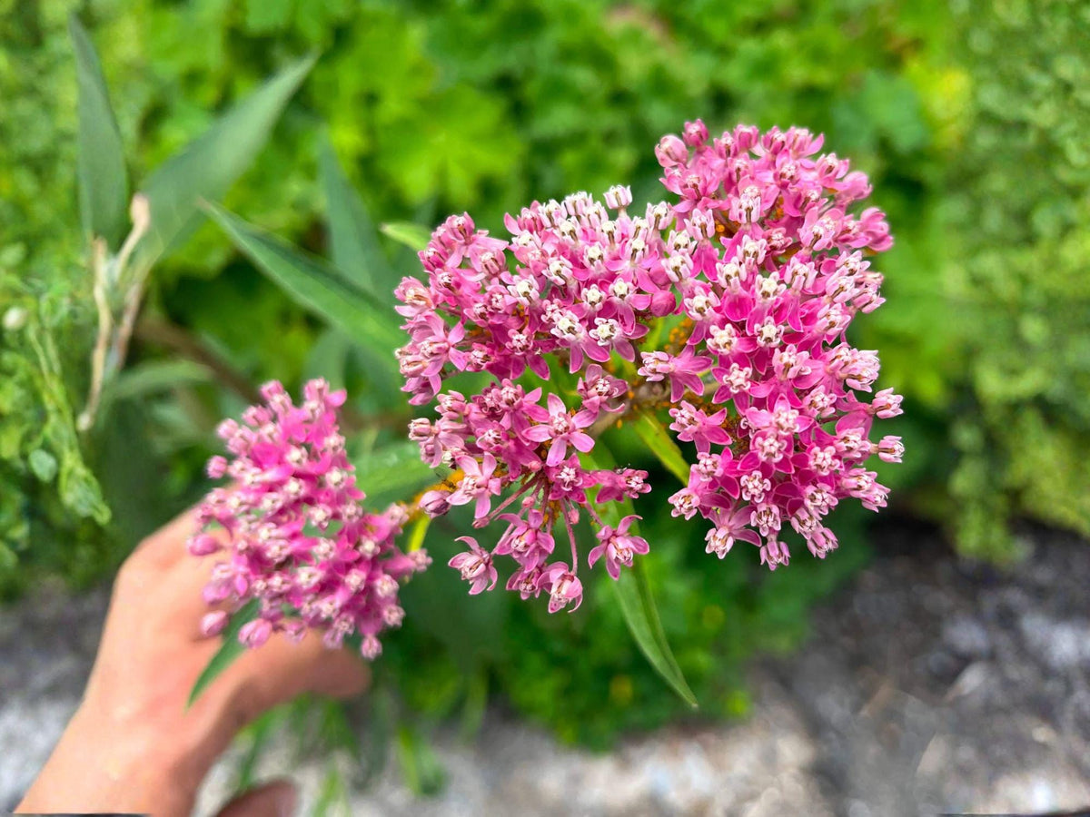 Rose Milkweed Seeds – Heirloom Non-GMO Native Wildflower for Pollinator Gardens – Asclepias incarnata, Pink Flowers, Perennial Plant