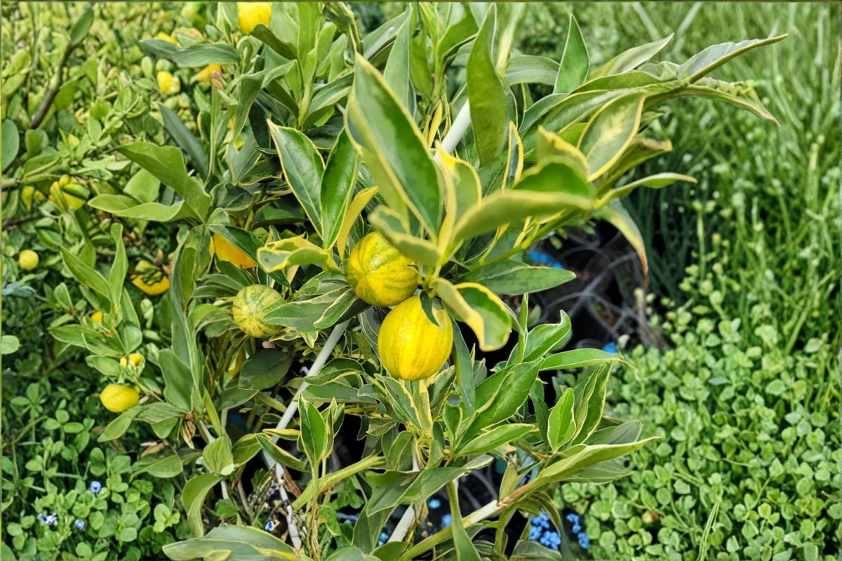 Centennial Variegated Kumquat Plant | Live Citrus Tree | Variegated Foliage | Citrus japonica ‘Centennial’