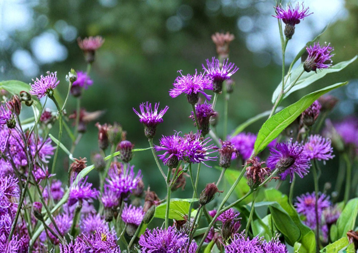 New York Ironweed Seeds – 100 Native Purple Wildflower Perennial – Vernonia noveboracensis for Pollinator Gardens