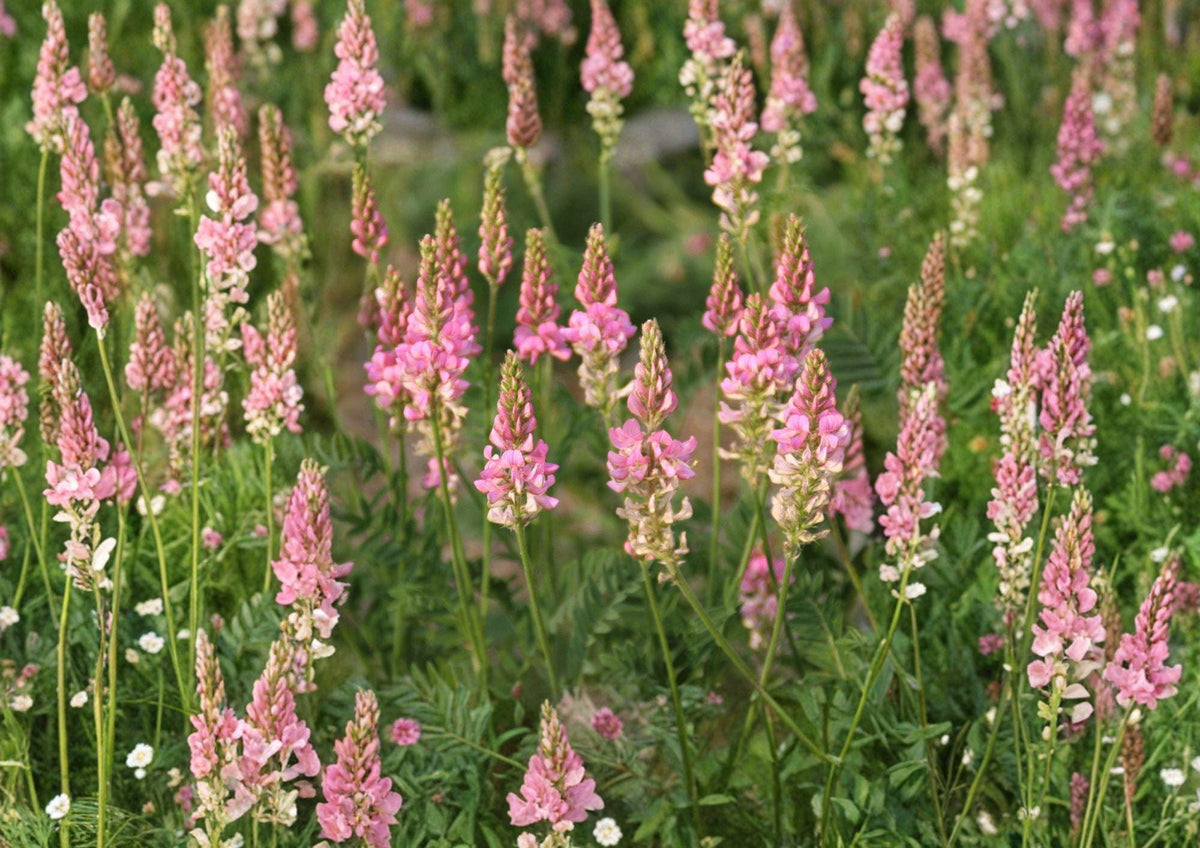 Sainfoin Shoshone Seeds – Pink Flowering Perennial for Meadows, Soil Enrichment, Pollinator Gardens – Onobrychis viciifolia