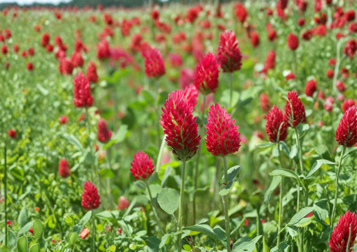 Crimson Clover Seeds – Red Flower Cover Crop, Nitrogen Fixing, Trifolium incarnatum, 100 Seeds