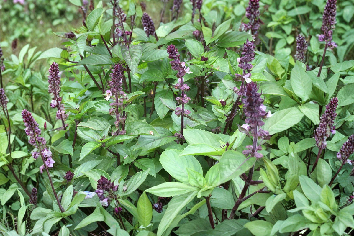 Cinnamon Basil Seeds - Heirloom Non-GMO Culinary Herb for Gardens & Containers - Ocimum basilicum