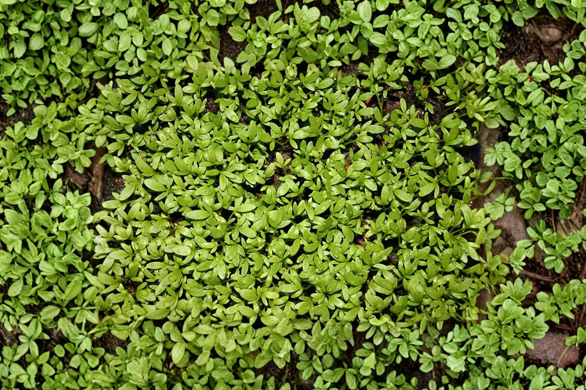 Heirloom Pepper Cress Seeds, Fast Growing Peppery Salad Greens, Lepidium sativum, Non-GMO Herb for Microgreens & Garden