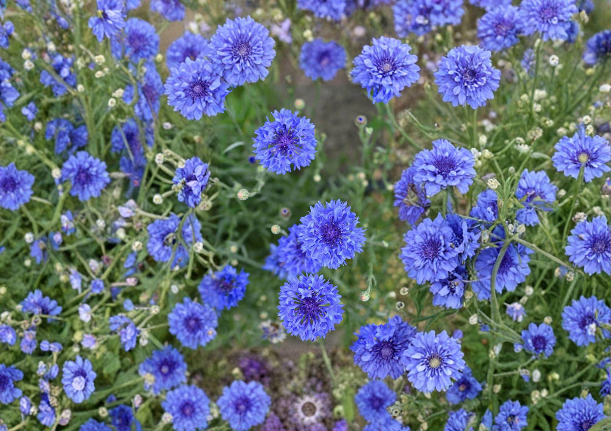 Blue Bachelor's Button Seeds – 100 Cornflower (Centaurea cyanus) Annual for Borders, Wildflower Gardens, and Cut Flowers