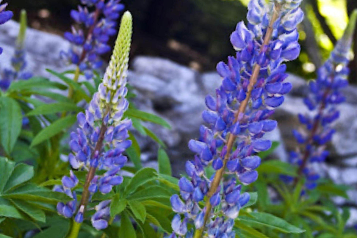 Native Blue Lupine Seeds – Perennial Wildflower for Pollinator Gardens, Sunny Borders, 25 Seeds, Lupinus perennis