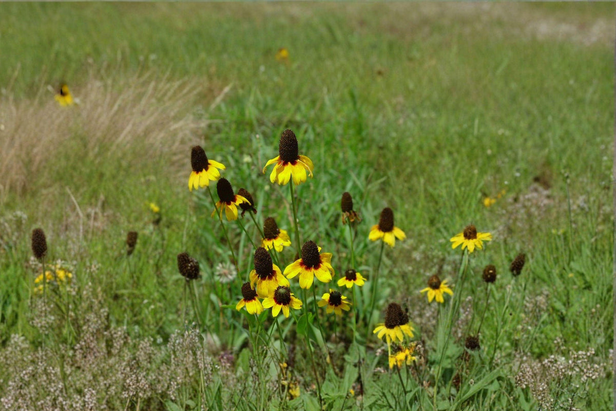 Clasping Coneflower Seeds – Native Rudbeckia amplexicaulis for Pollinator Gardens & Meadows, Bright Yellow Wildflower
