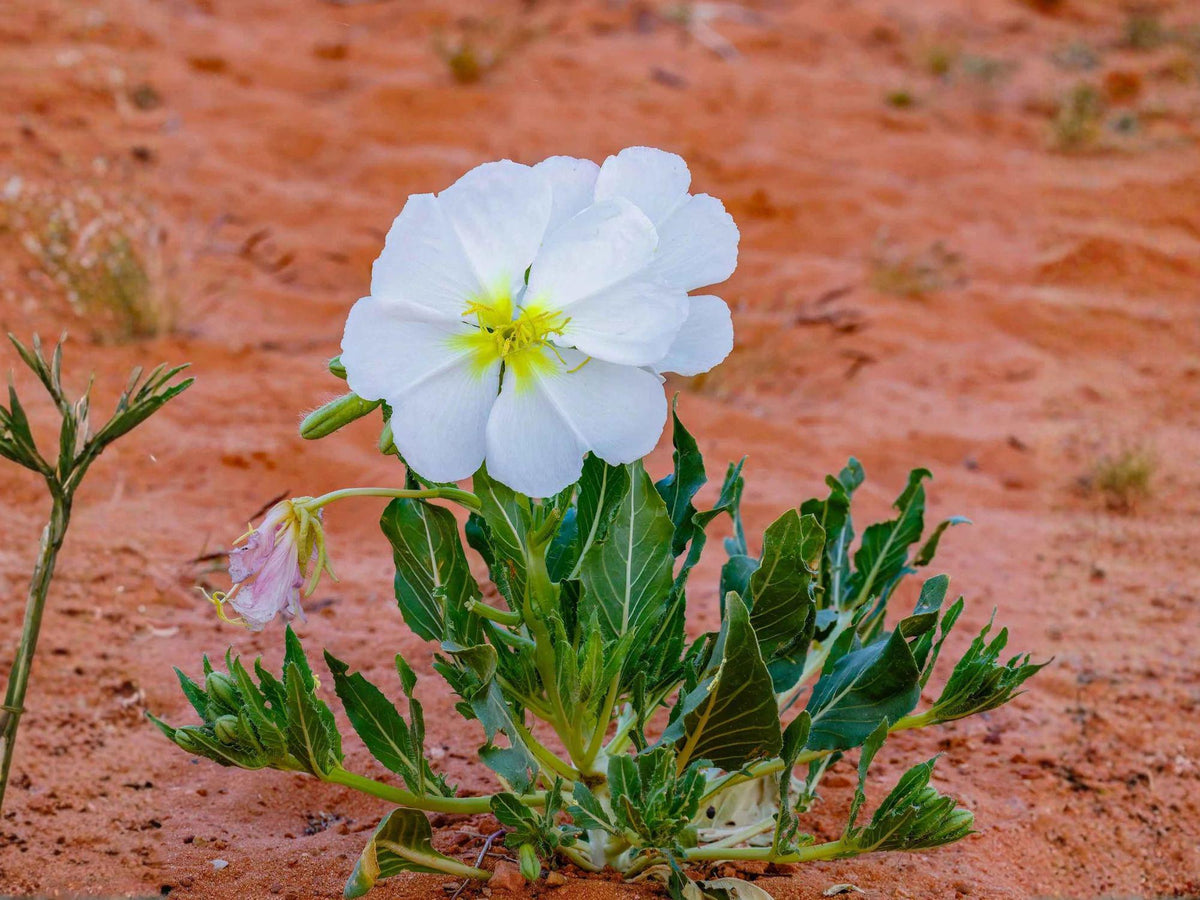 Oenothera Pallida Seeds – Pale Evening Primrose Native Wildflower – Drought Tolerant Perennial for Xeriscape & Rock Gardens
